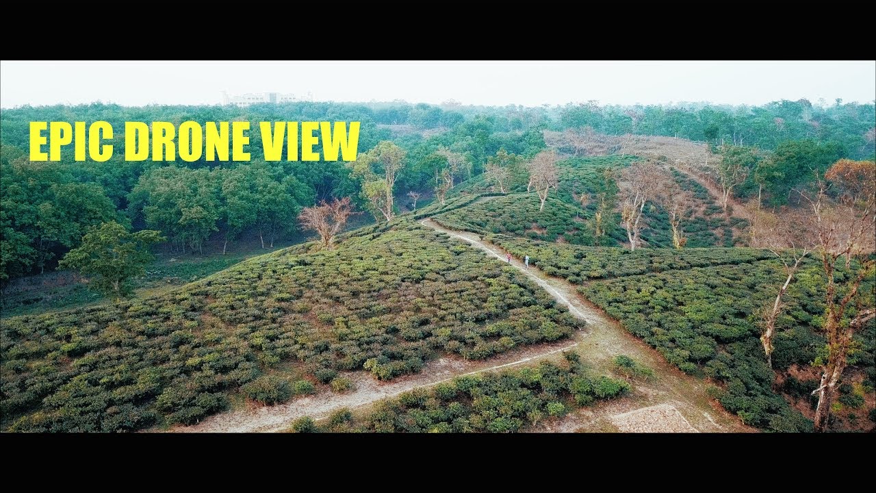 TEA GARDENS of Habiganj - Bangladesh 4K DRONE footage