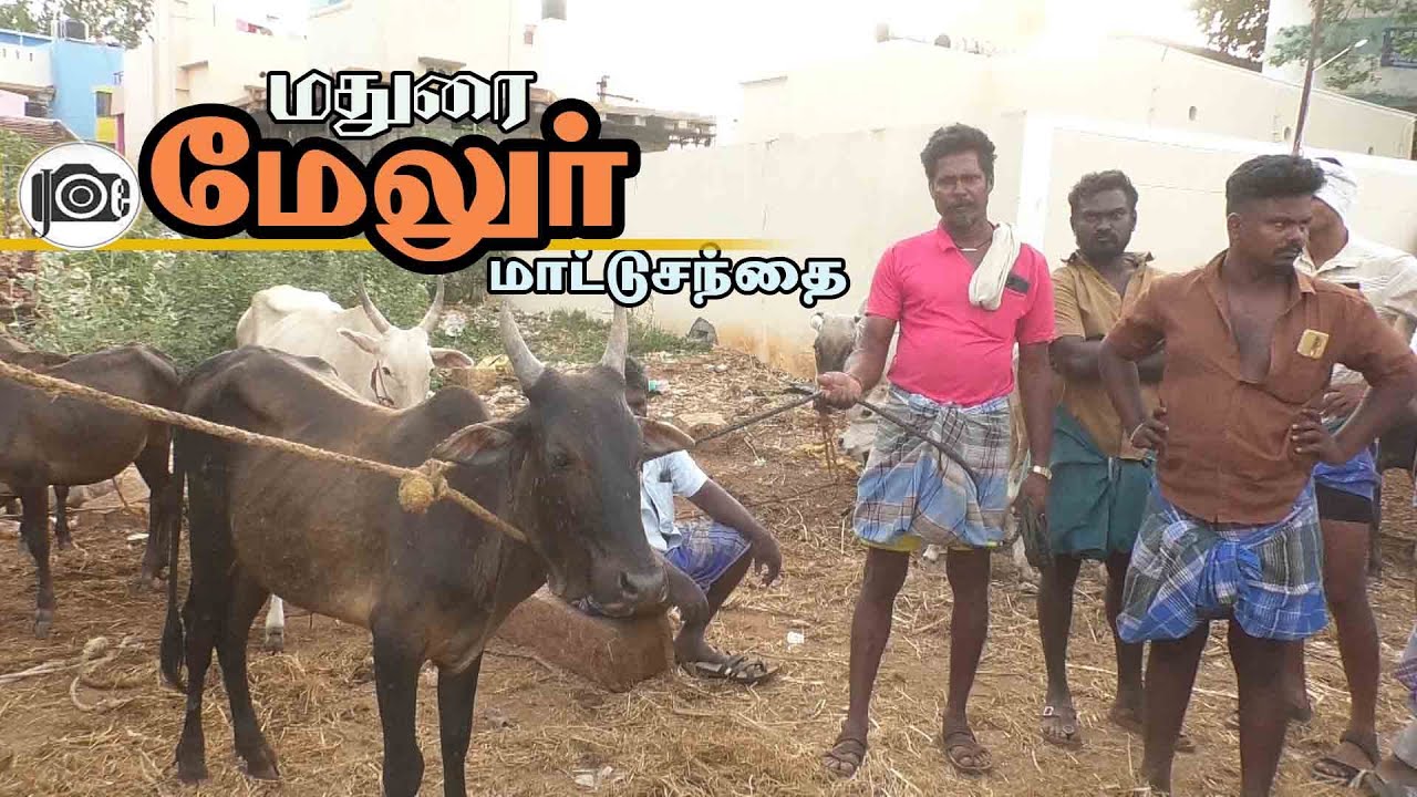 Melur mattu santhai | மேலூர் மாட்டு சந்தை