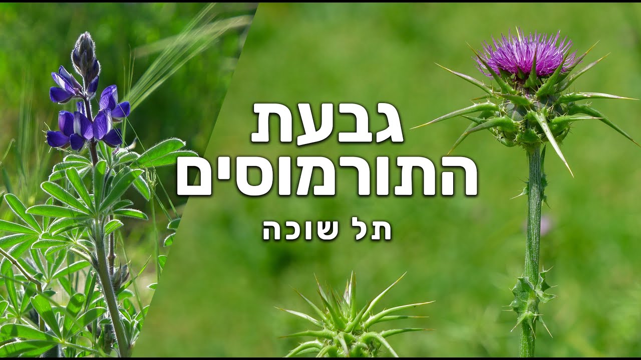 גבעת התורמוסים - תל שוכה, עמק האלה