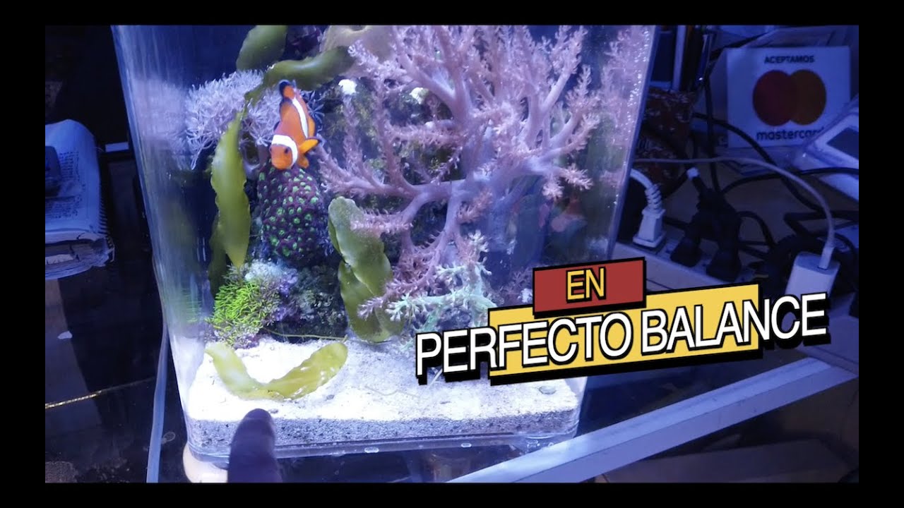 ACUARIO MINIATURA CON NEMO||||||😍🐟🐟