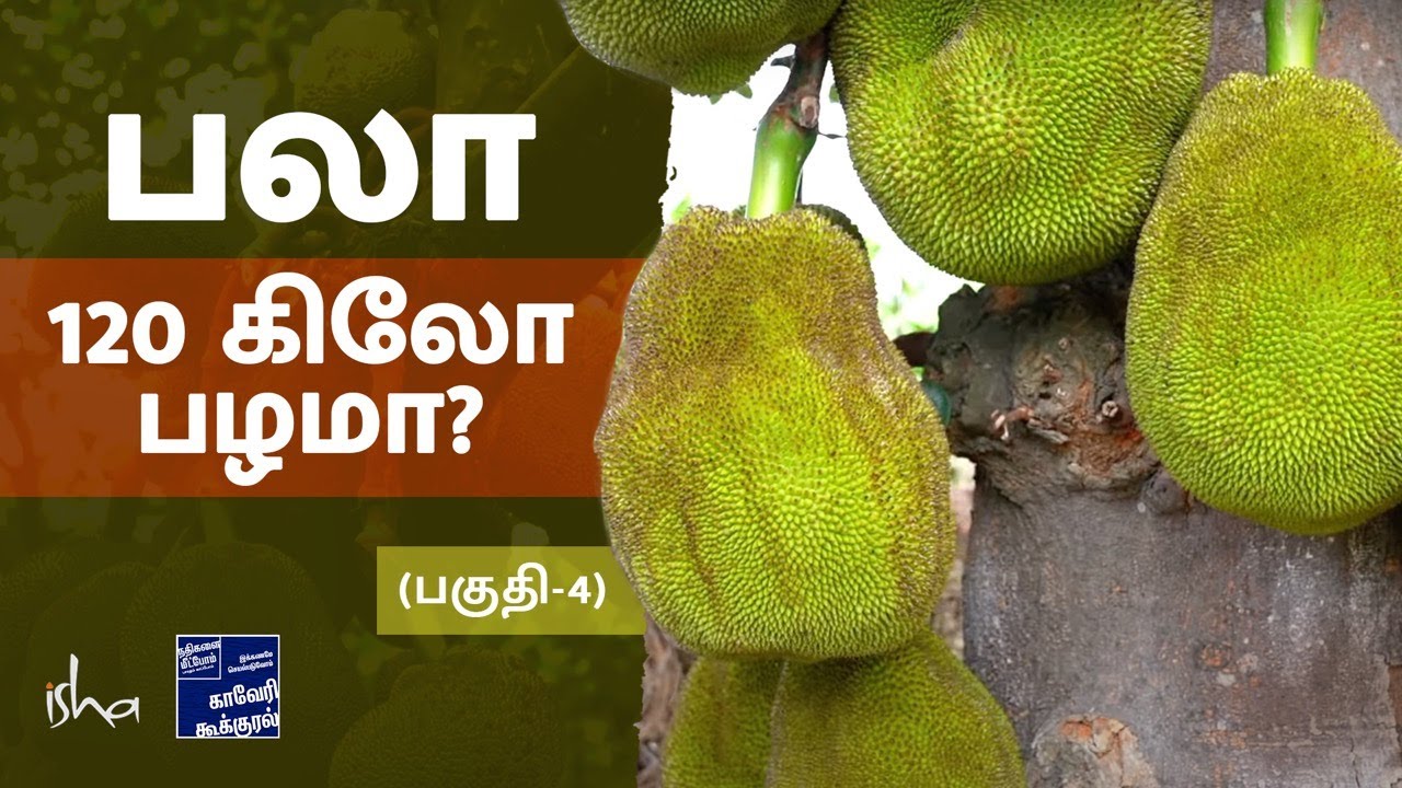 பலாதிரட்சியான காய் கிடைக்க என்ன செய்ய வேண்டும்