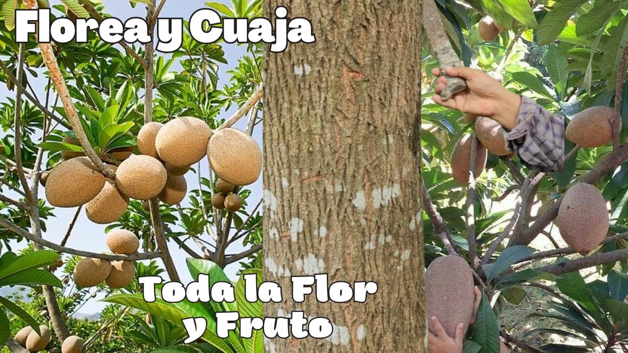 Secreto y truco para que el árbol de Zapote Cuaje la Flor y Fruto