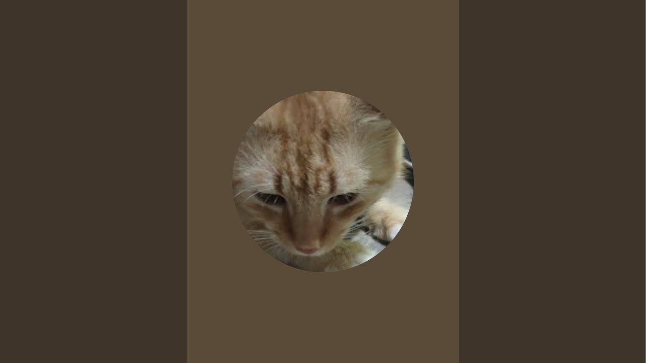 Cat Sitter