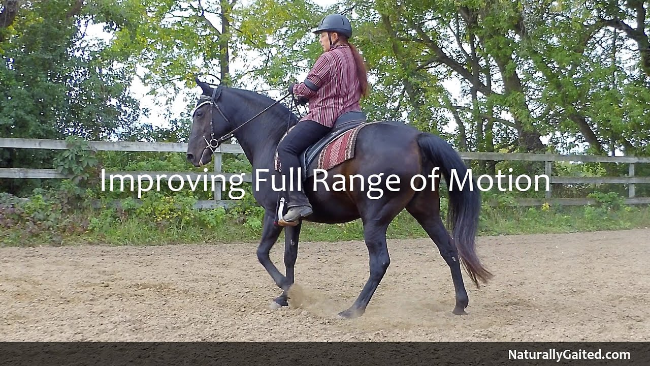 Improving Full Range of Motion for the Gaited Horse