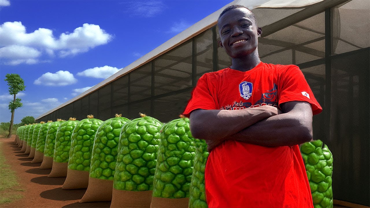 10 acre Habanero Pepper farm ready for harvest by a 21 year old farmer from Africa| Pepper Season