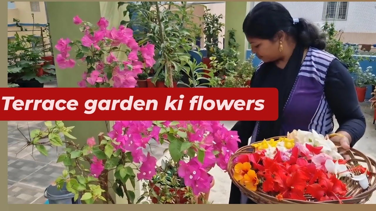 19 mar chhat ke upar garden kaise kare |Chhat ke upar flower garden | flower from organic Gardening 