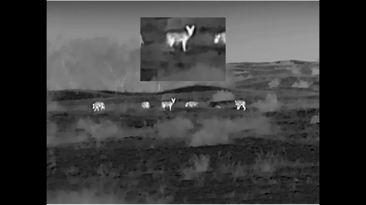 ОХОТА на ВОЛКА в Калмыкии.МАТЕРЫЙ ВОЛК ПРИВЕЛ СТАЮ НА ПРИВАДУ!WOLF HUNTING