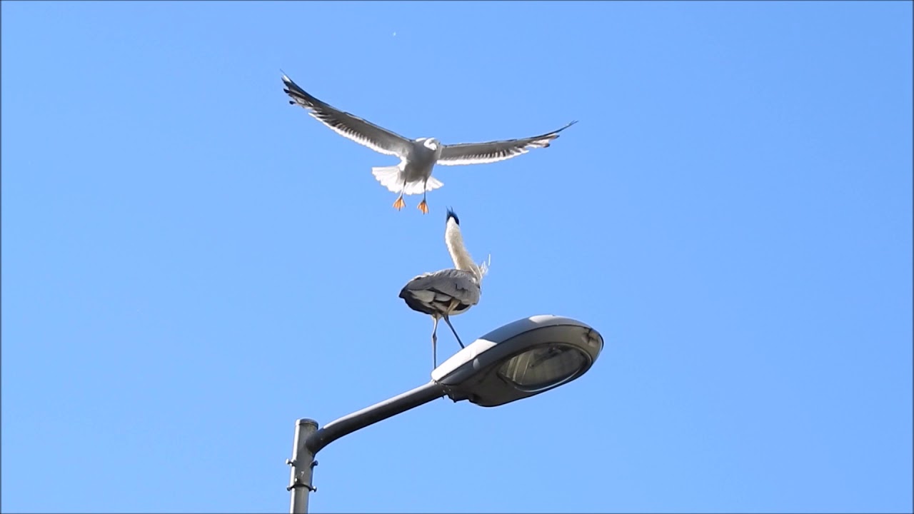 Vroege Vogels - Meeuw valt reiger aan
