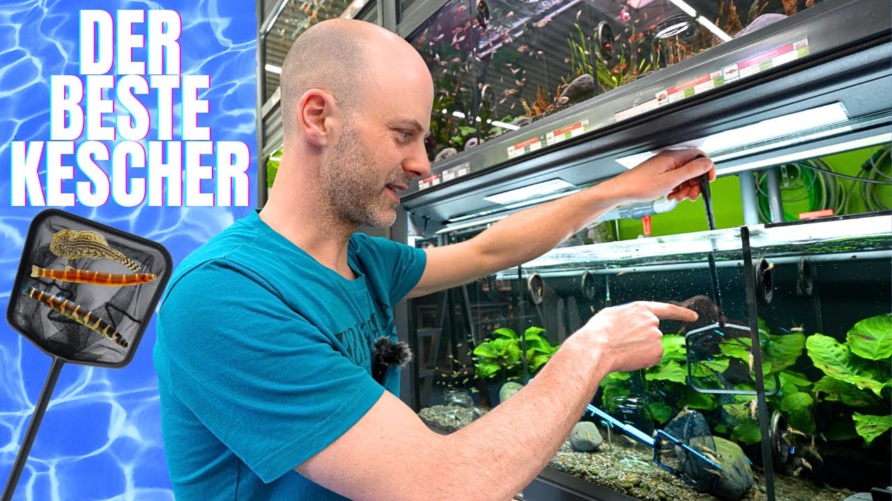 So wird Fische fangen kinderleicht - Der beste Kescher für das Aquarium | Statement Sommer-Content