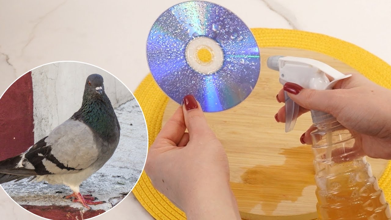 Ma voisine m&rsquo;a r&eacute;v&eacute;l&eacute; &ccedil;a : fini les pigeons sur le balcon avec cette m&eacute;thode maison
