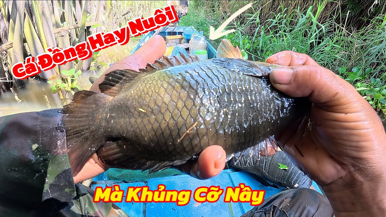 Thăm Luồng Lờ Mới 30 Cái Dính Con Cá Rô Quá Khủng / Định Nguyễn Hậu Giang