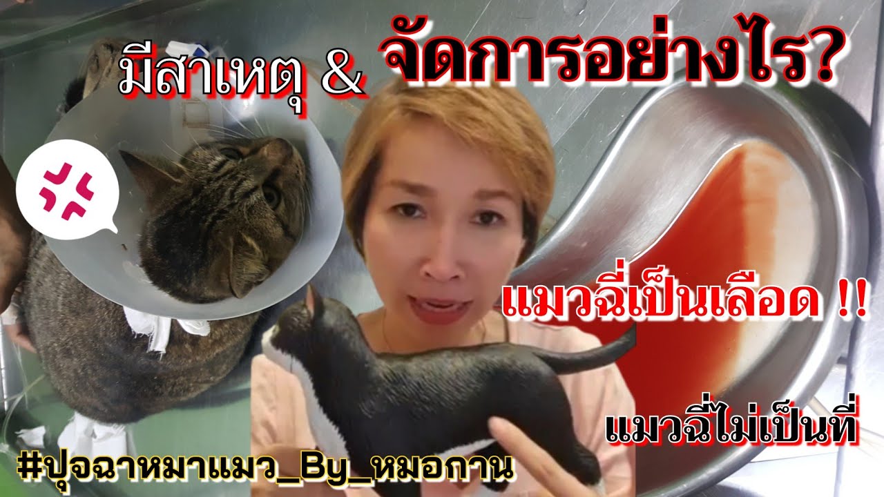 🔴 แมว #ฉี่เป็นเลือด #ฉี่ไม่เป็นที่ มีสาเหตุ&จัดการอย่างไร❓| ปุจฉาหมาแมว By หมอกาน | UPSPOT CHANNEL