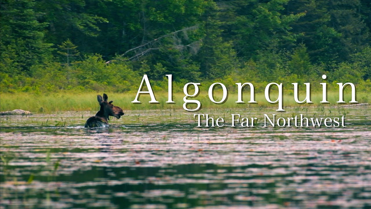 Moose and Mosquitoes | 4-Day 60KM Solo Through Algonquin's Far Northwest