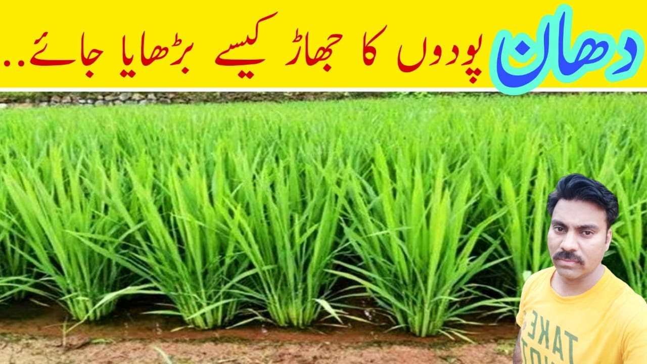 How to increase tillering in rice crop |Fertilizer use in rice |How to enhance tillers in rice field