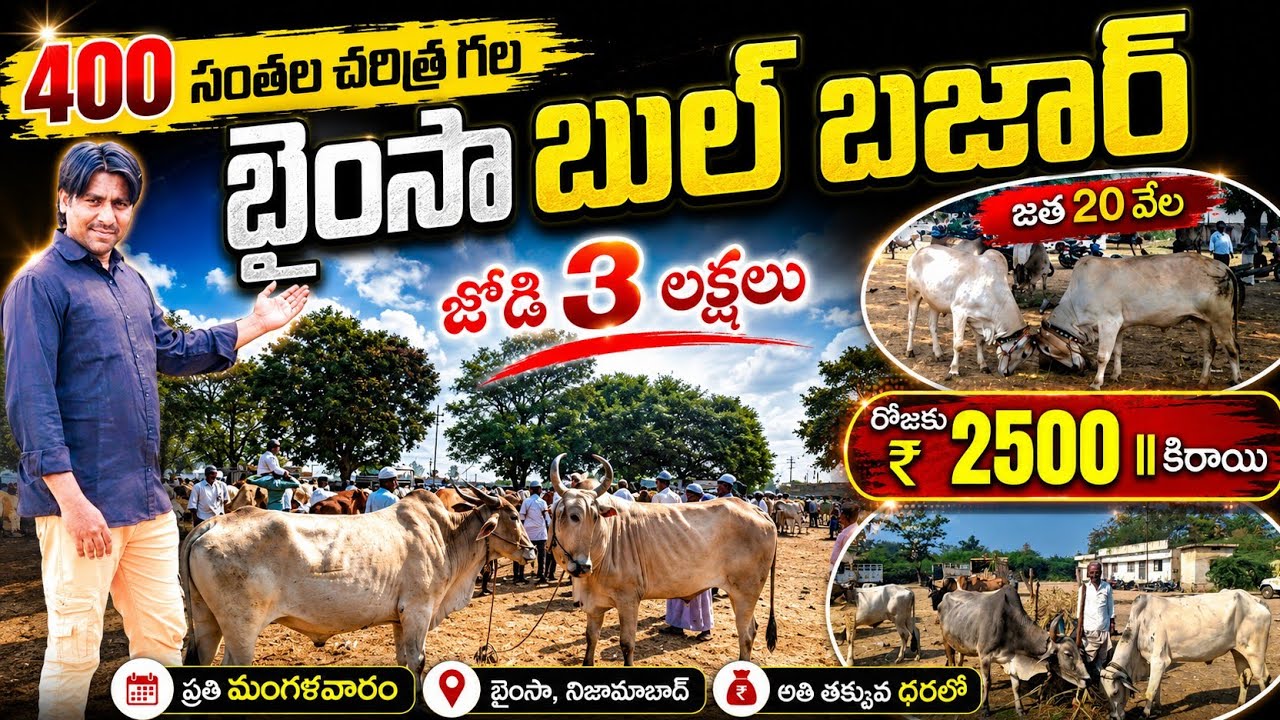 బైంసా బైల్ బజార్ 3 రాష్ట్రల ప్రజలు వచ్చే ఎడ్ల సంత || Cattle Market bainsa #cattlemarket #telugunews