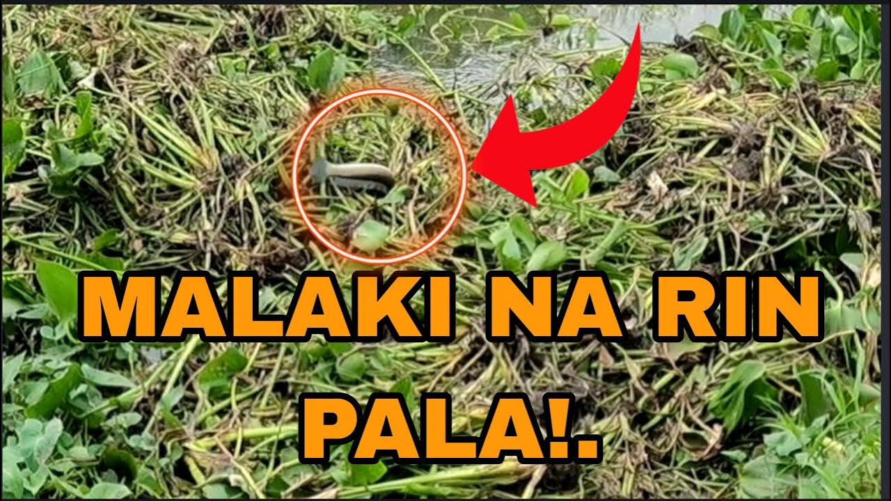 INAKALA KO NA MALIIT LANG MALAKI NA PALA /Airgun Fishing /Fishgunerong Madiskarte