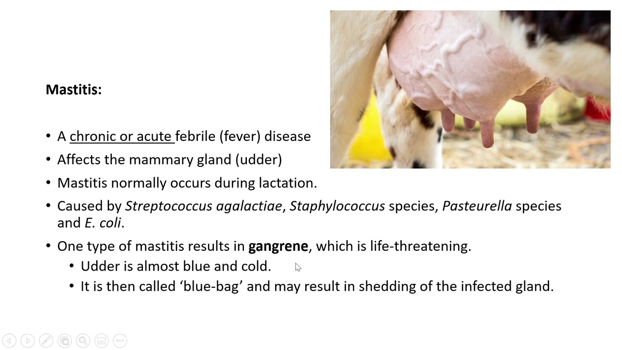 Animal health   Lesson 3