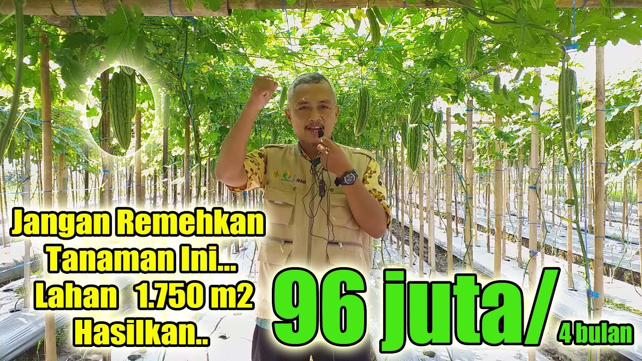 TEROBOSAN BARU. CARA TANAM PARE AGAR BERBUAH LEBAT. Bongkar Rahasia Petani Milenial.