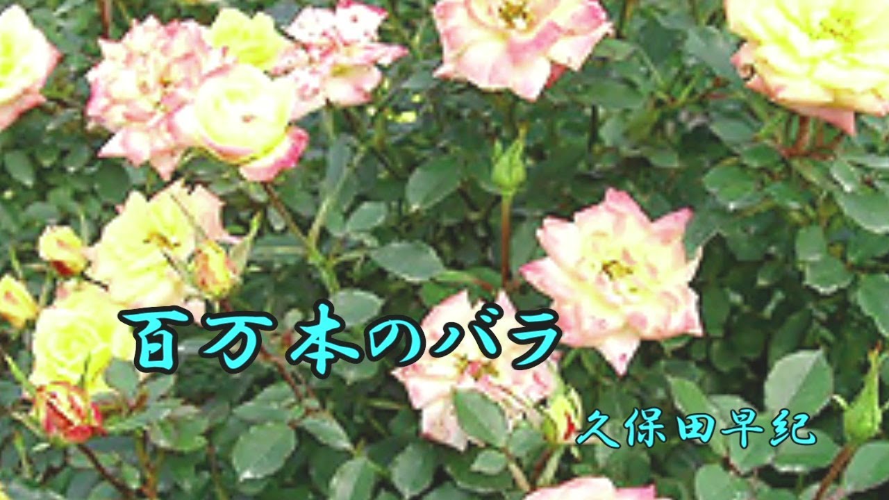 百万本のバラ　久保田早紀