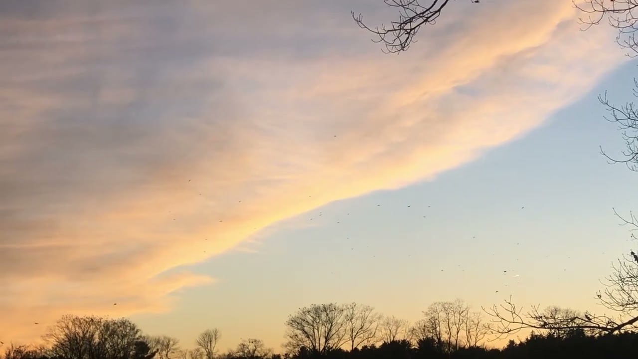 Crows pre-roost on river ice