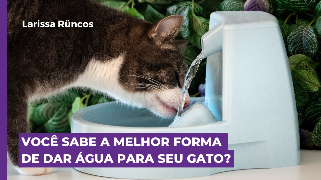 QUAL A MELHOR FORMA DE DAR ÁGUA PARA SEU GATO?