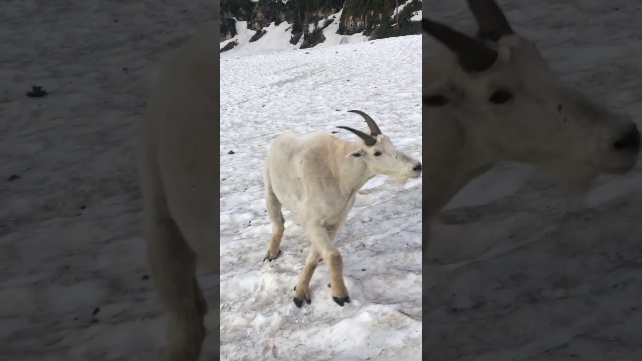 Utah mountain goat wants to fight!