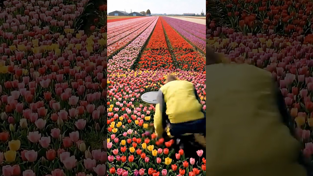 Would you live in this hidden tulip room  🌷👇