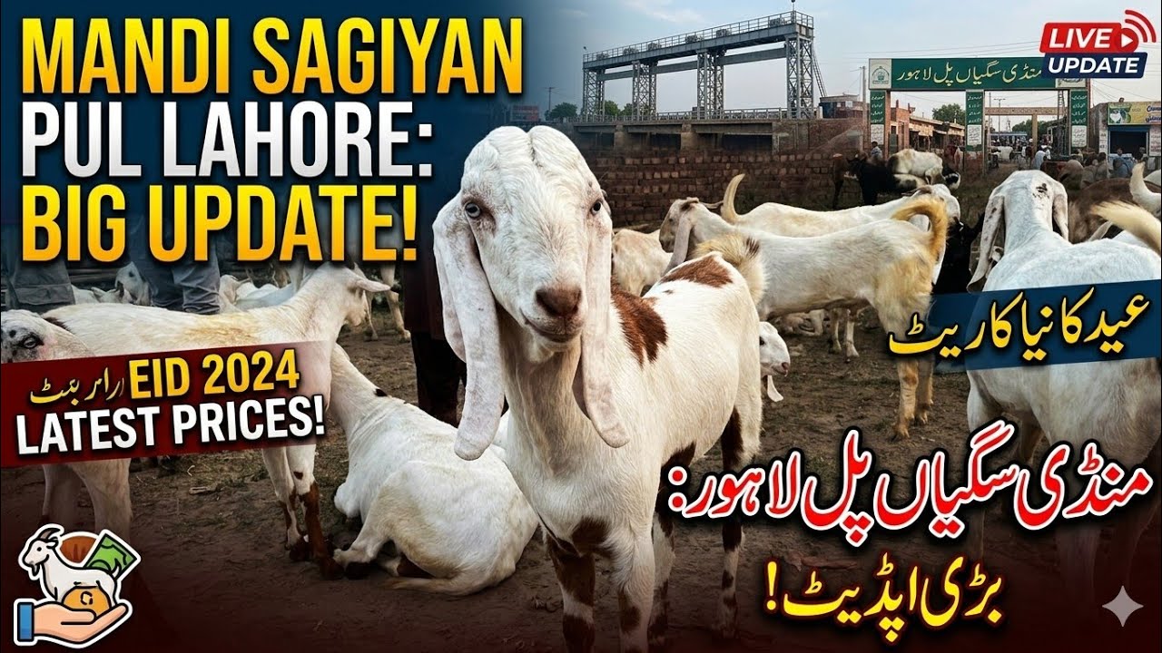 Mandi lahore/ Mandi sagiyan pul/ sagiyan pul/ Bakra mandi/ Mandi bakra/ Ravi mandi/ sagiya pul mandi