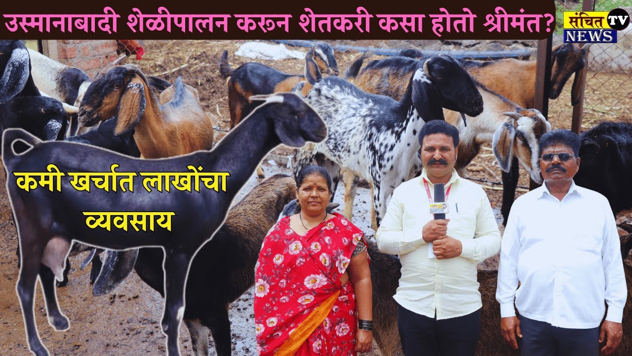 उस्मानाबादी शेळीचे गुपित | देशी जातीचे फायदे आणि उत्पन्न #goatfarming