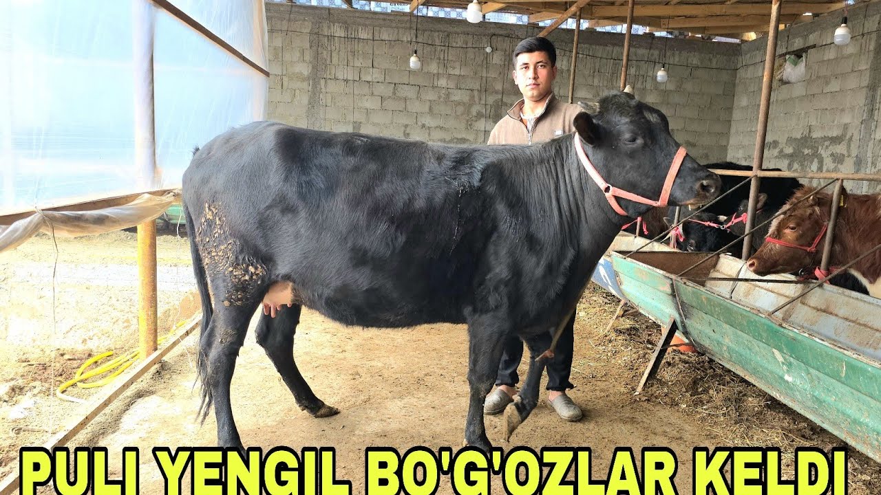 Akbarshox ukamizga yangi partiya yosh hamyonbop bo‘g‘ozlarni zo'rlari keldi 25-fevral, 2026