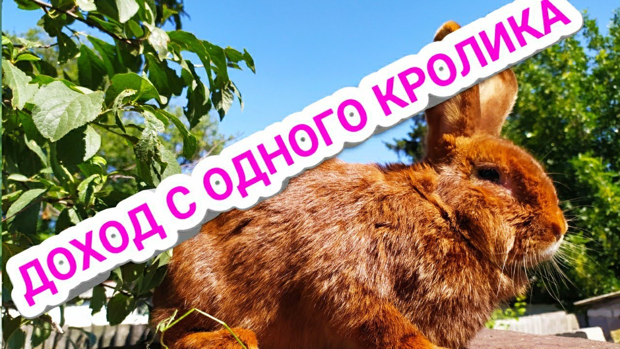 КАКОЙ ДОХОД С ОДНОГО КРОЛИКА //Жизнь в деревне !!!