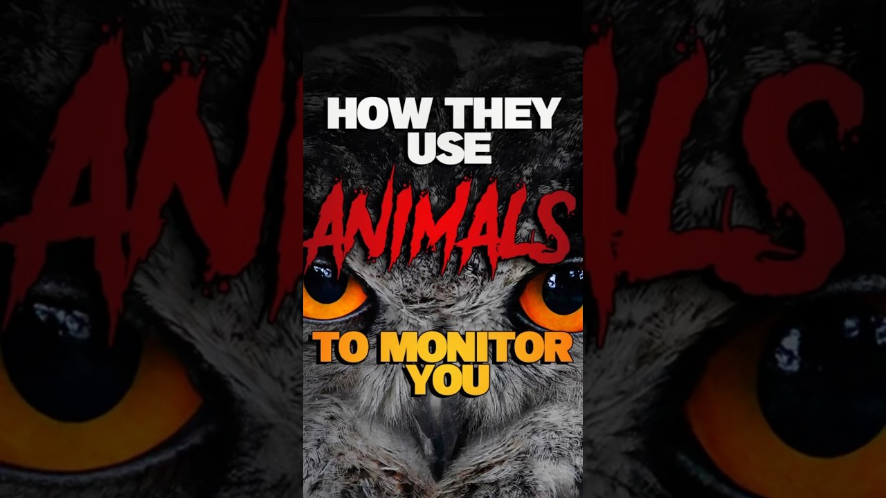 MONITORING SPIRITS - How They Use ANIMALS 🐭 To Monitor YOU