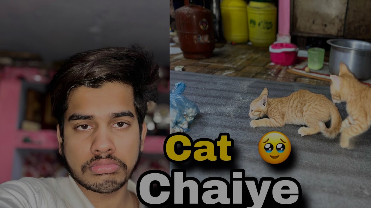 Kisi ko cat chayie 🥹😭 message Kare 🥹👍🏻