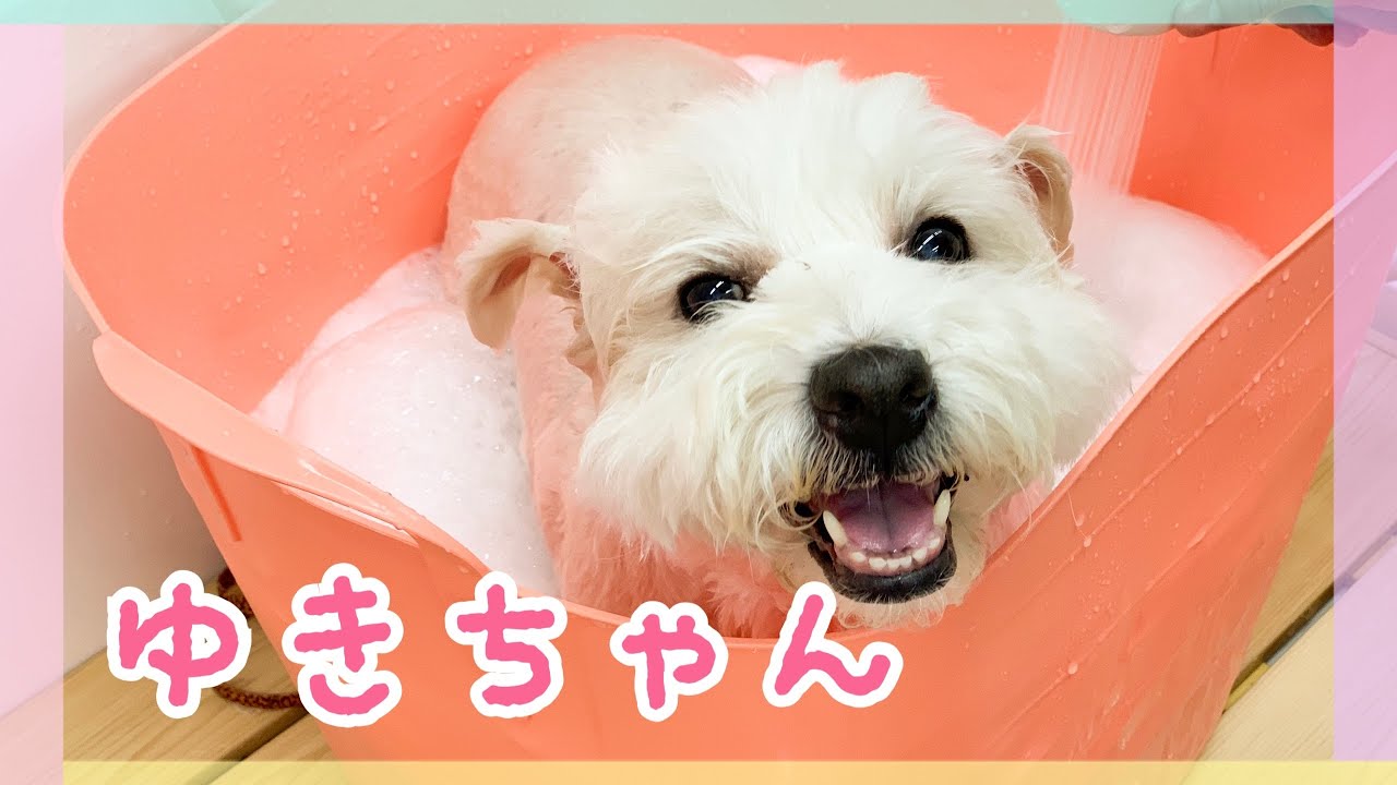 ゆきちゃん（ウェスティ）のシャンプーカットの様子【大阪市旭区高殿ペットケアサロンAnneve】