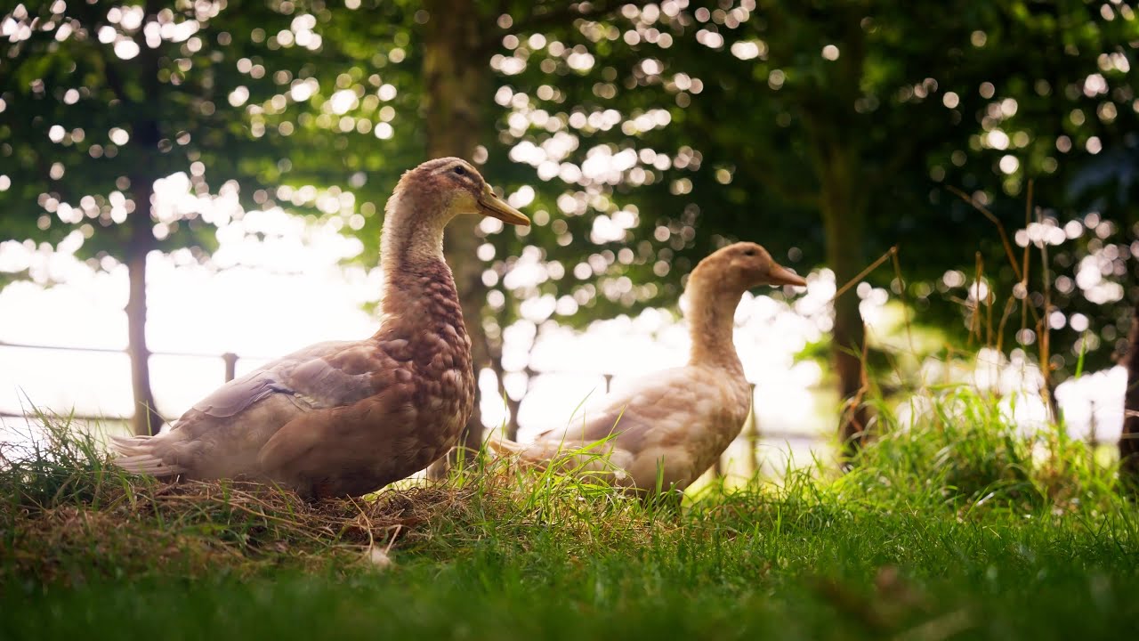 Everthing you need to know about keeping ducks but were afraid to ask