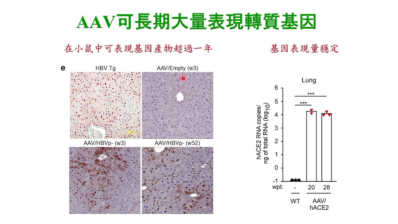 腺相關病毒載體核心設施