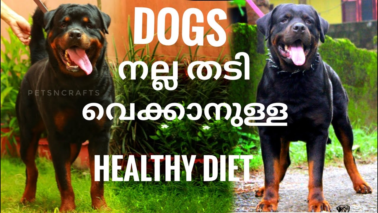 നായകൾ നല്ല തടി വെക്കാനുള്ള ഫുഡ് |  Weight gaining food for Dogs | ഫുഡ് ഫോർ dogs |  Dog Malayalam