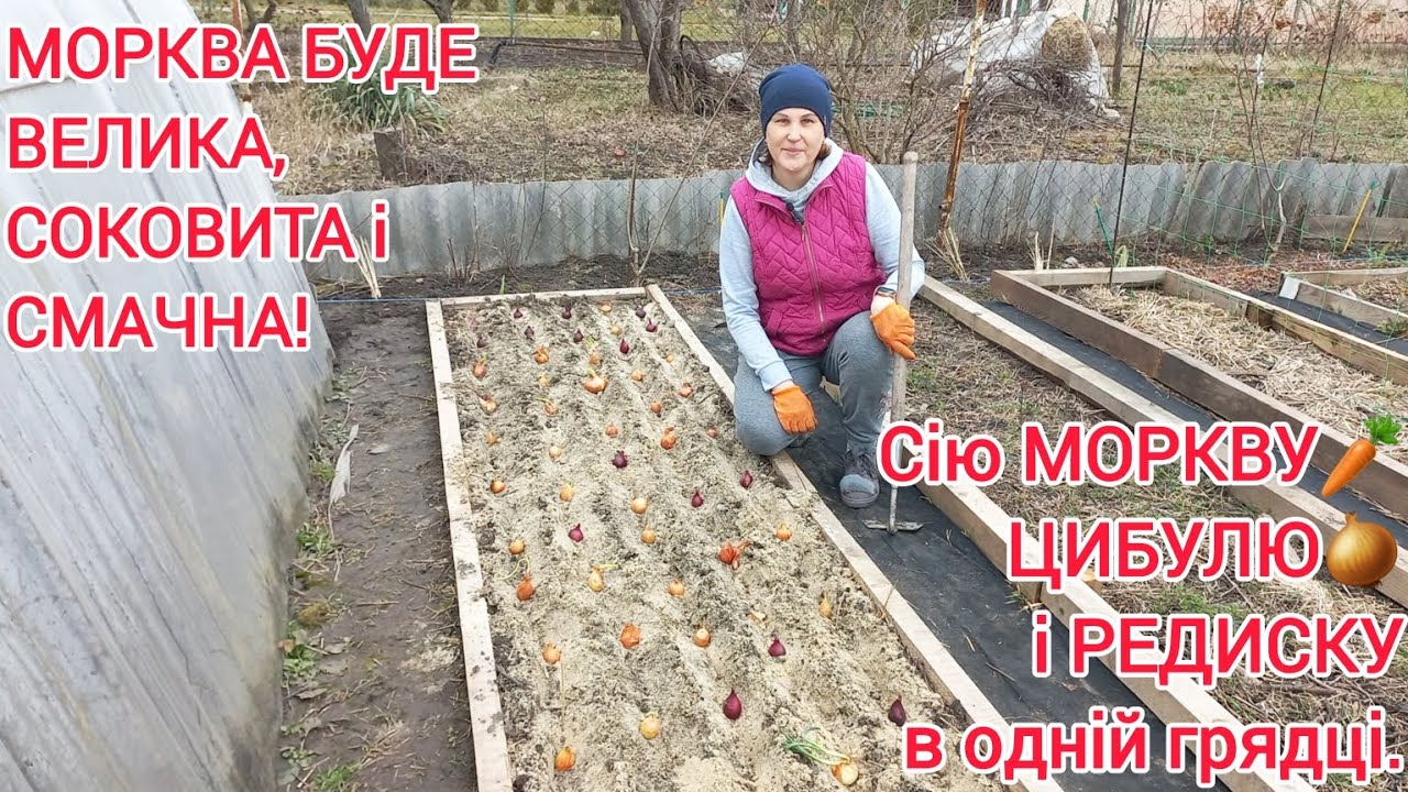 ПОСІВ МОРКВИ🥕методом,щоб НЕ ПРОРИВАТИ ідеальний спосіб#грядкадляпідморкви#морква#овочі#сад