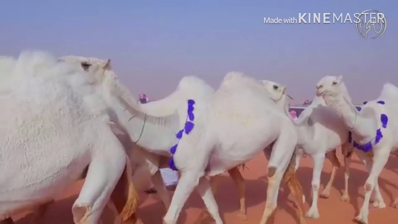 منقية/‏تركي بن سعد بن سويد الحقباني ؛كلمات/ فلاح ال جبر المصارير ؛اداء/جفران الجفراني وعلي الجفراني