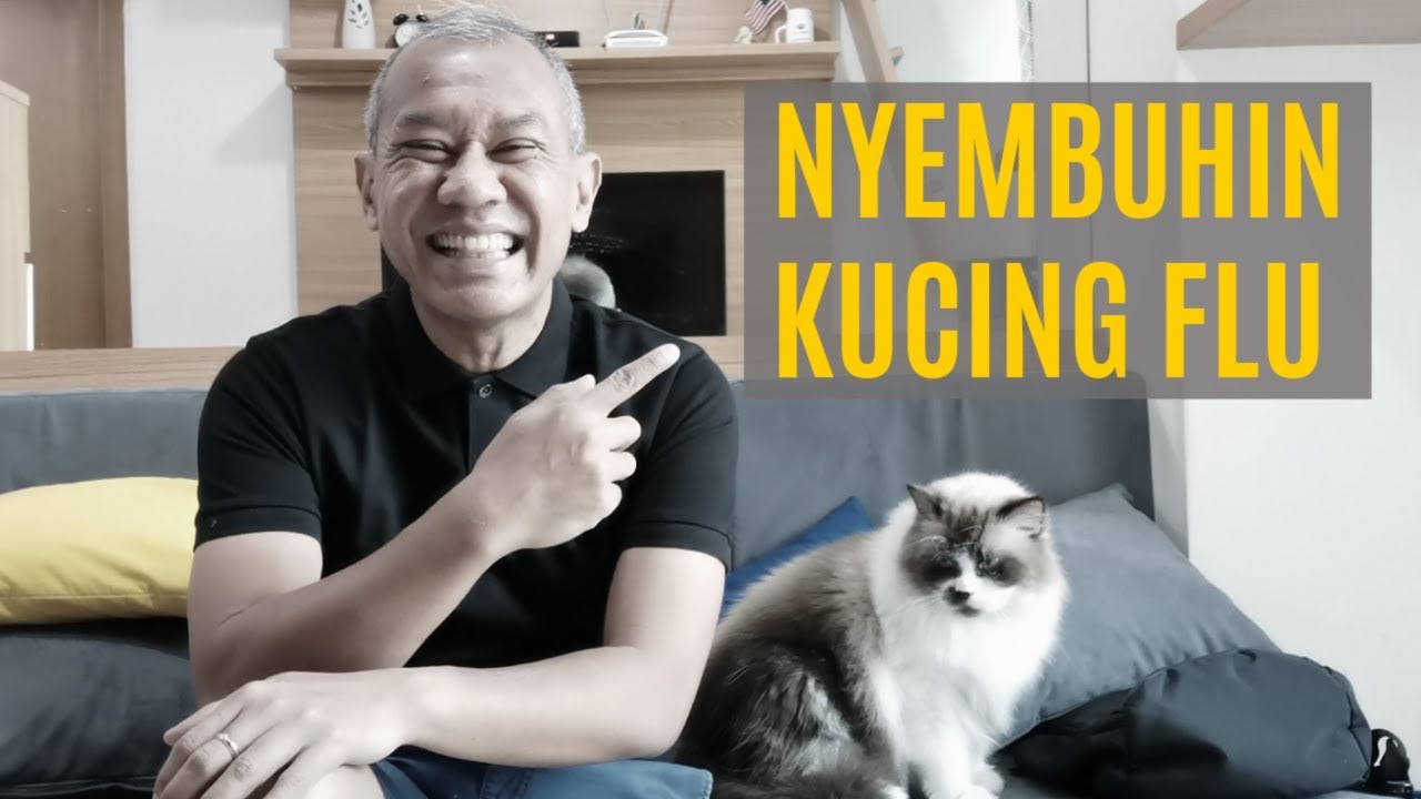 Cara Merawat Kucing Flu | Tanpa Obat