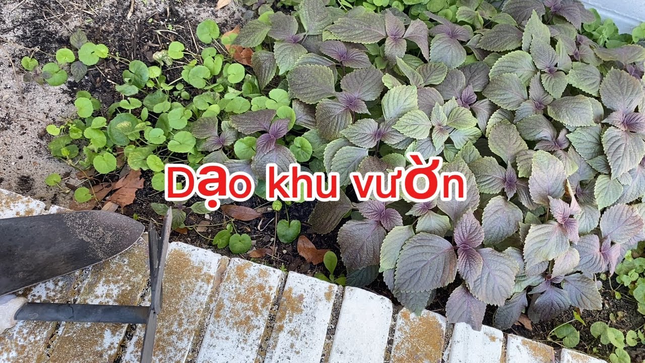  Đi dạo vườn rau xanh tươi 