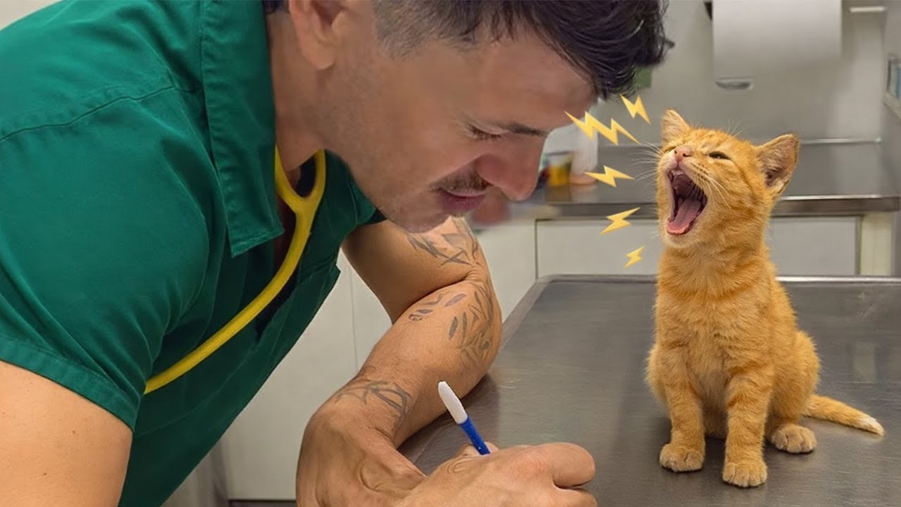 Angry Cat vs Vet 😂 You Won’t Believe This - Cat Talking Like a Human 😹