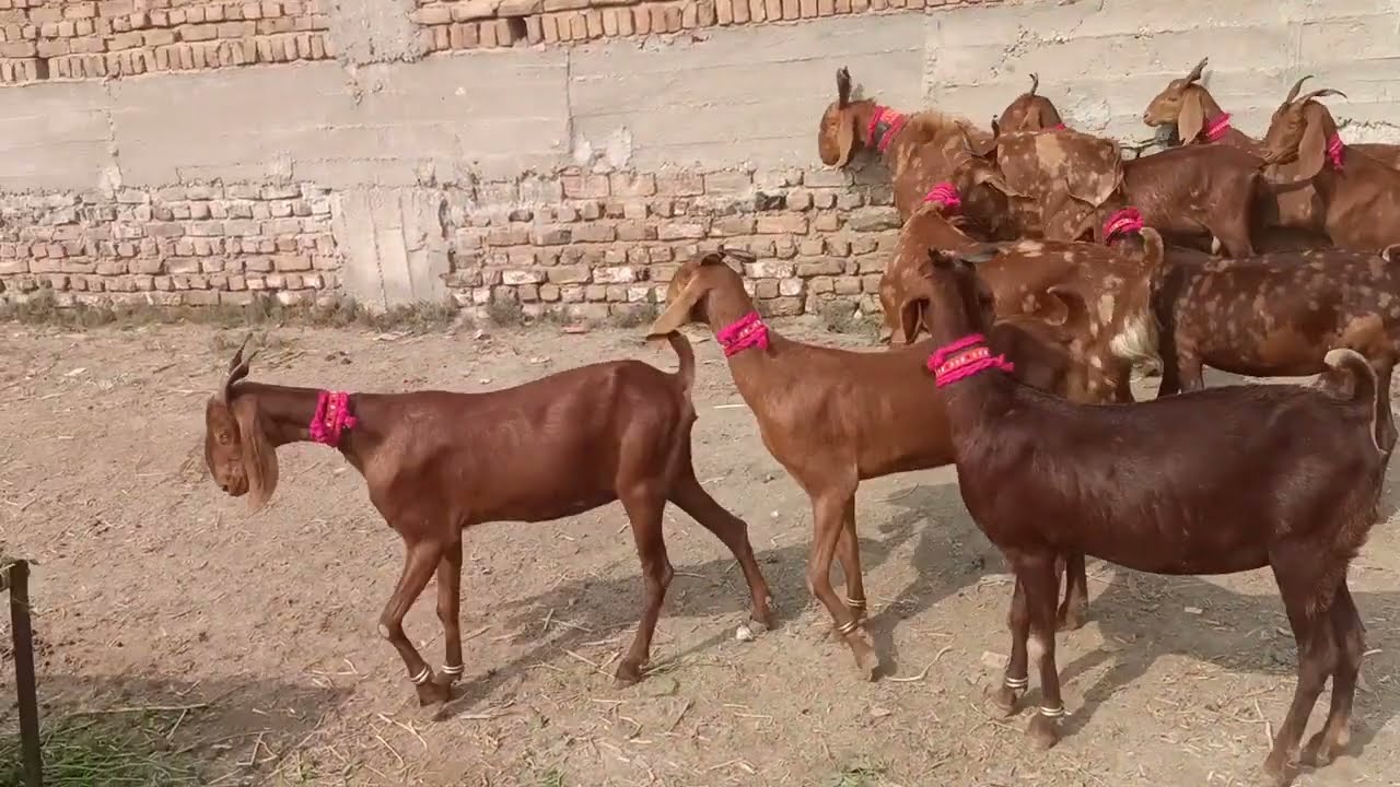 Hyderabad bypass mandi
