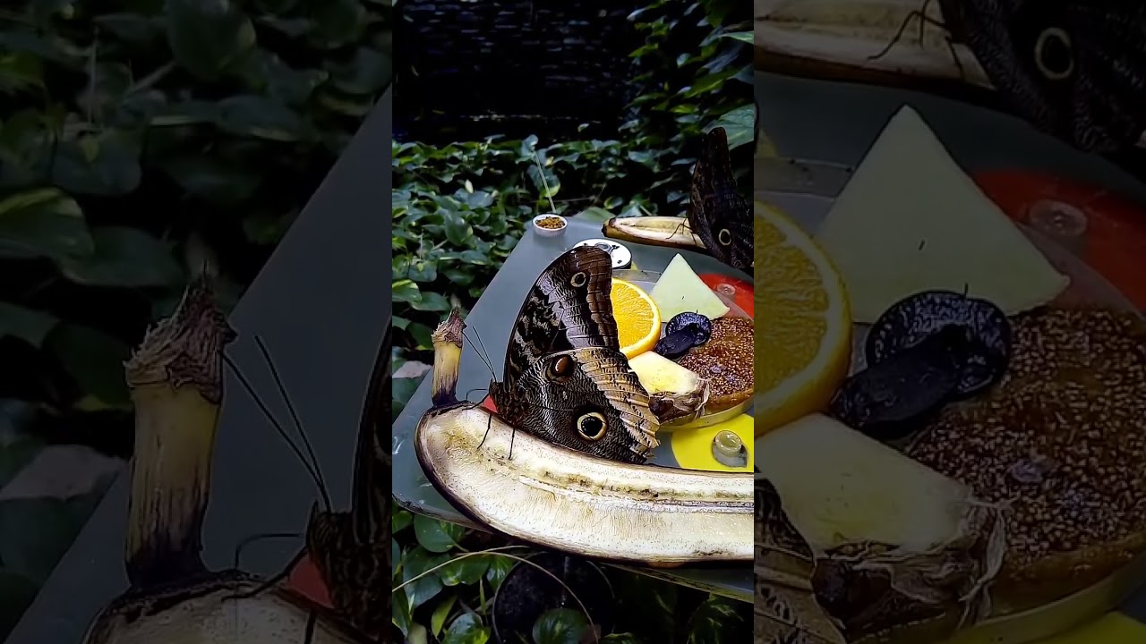 Butterfly eating a banana