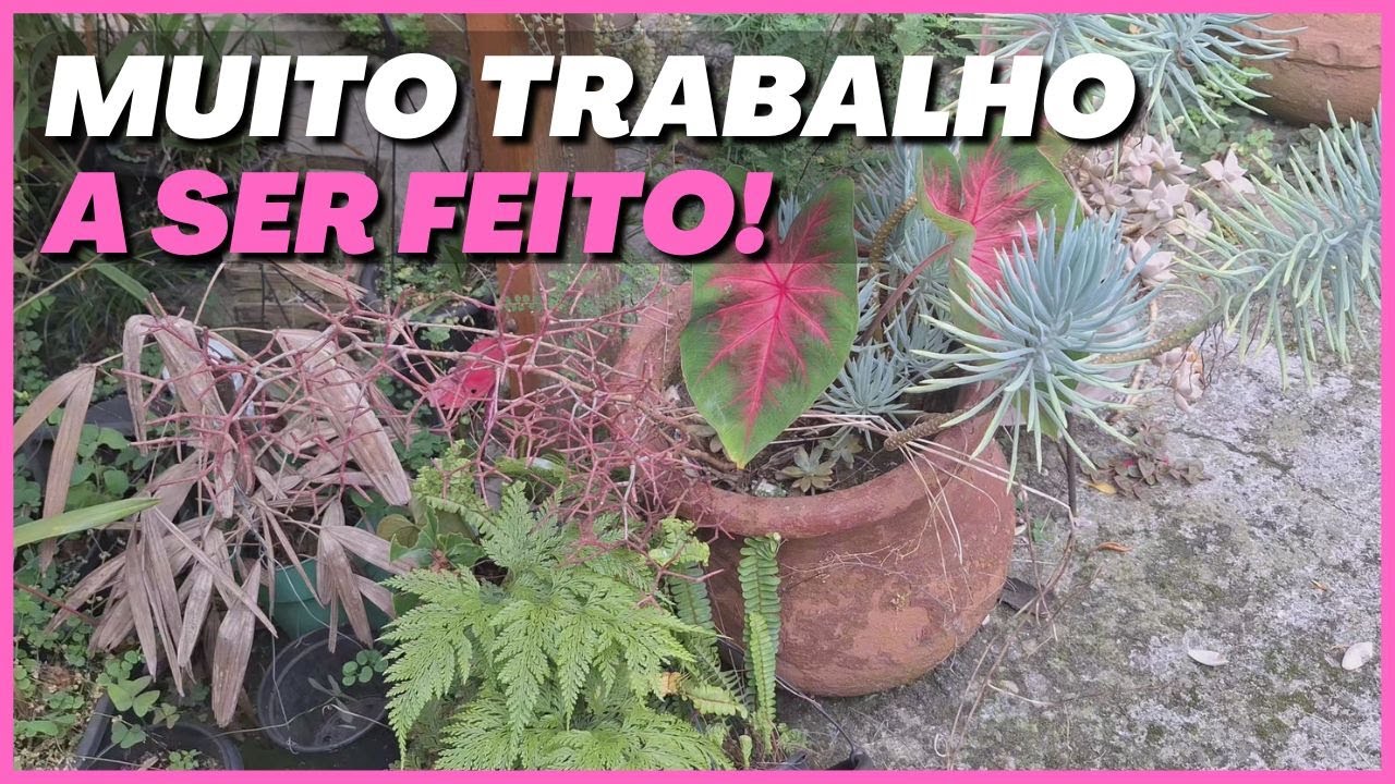 🌺Vou MUDAR as orquídeas e as plantas de LUGAR