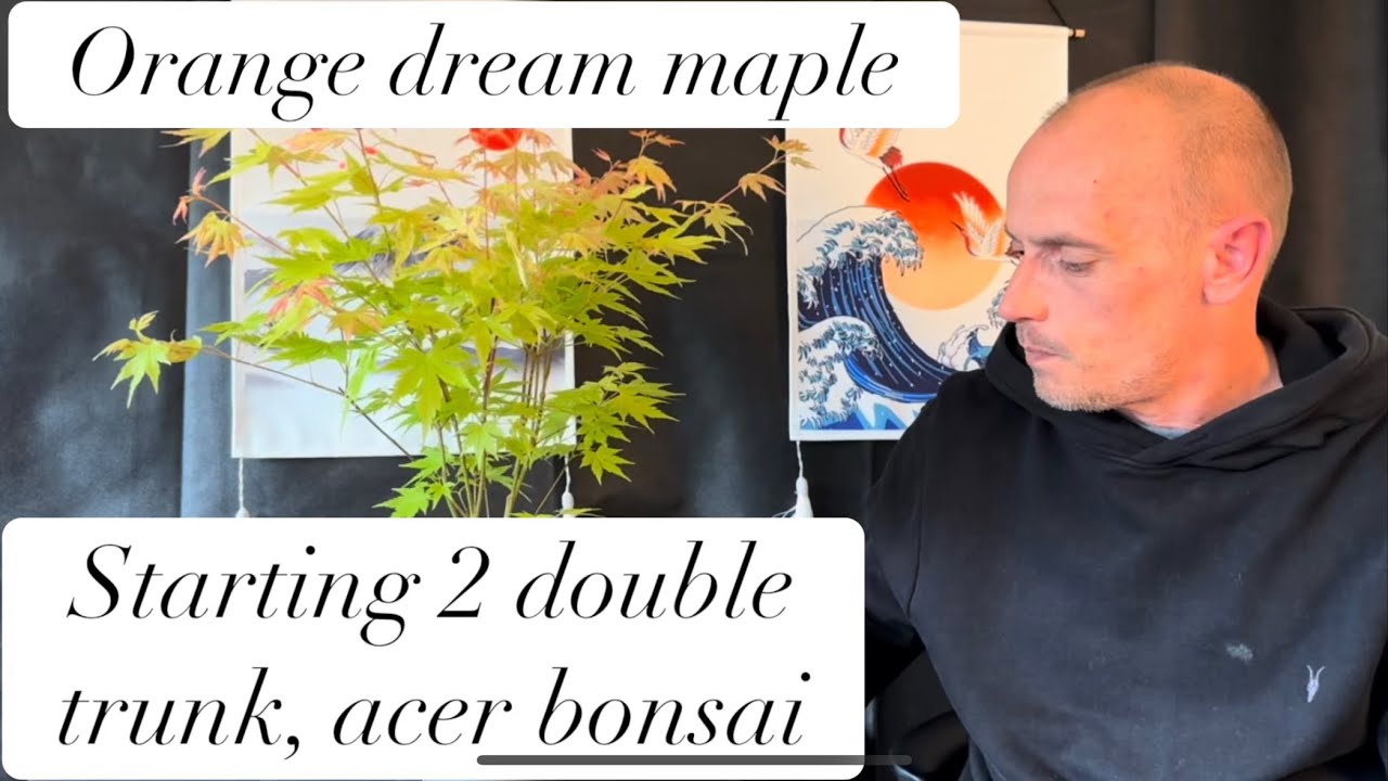 Creating 2 double trunk, Acer, bonsai trees￼ @Bonsaicrazy