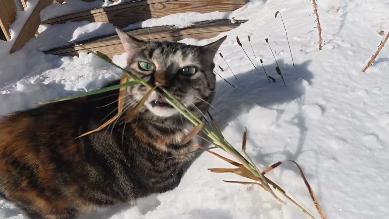 Kimmie in the snow