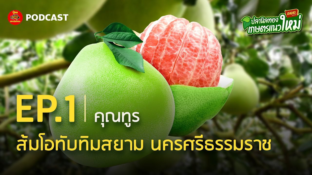 เคล็ดลับการปลูกทับทิมสยาม ผิวสวยอร่อย คุณภาพส่งออก