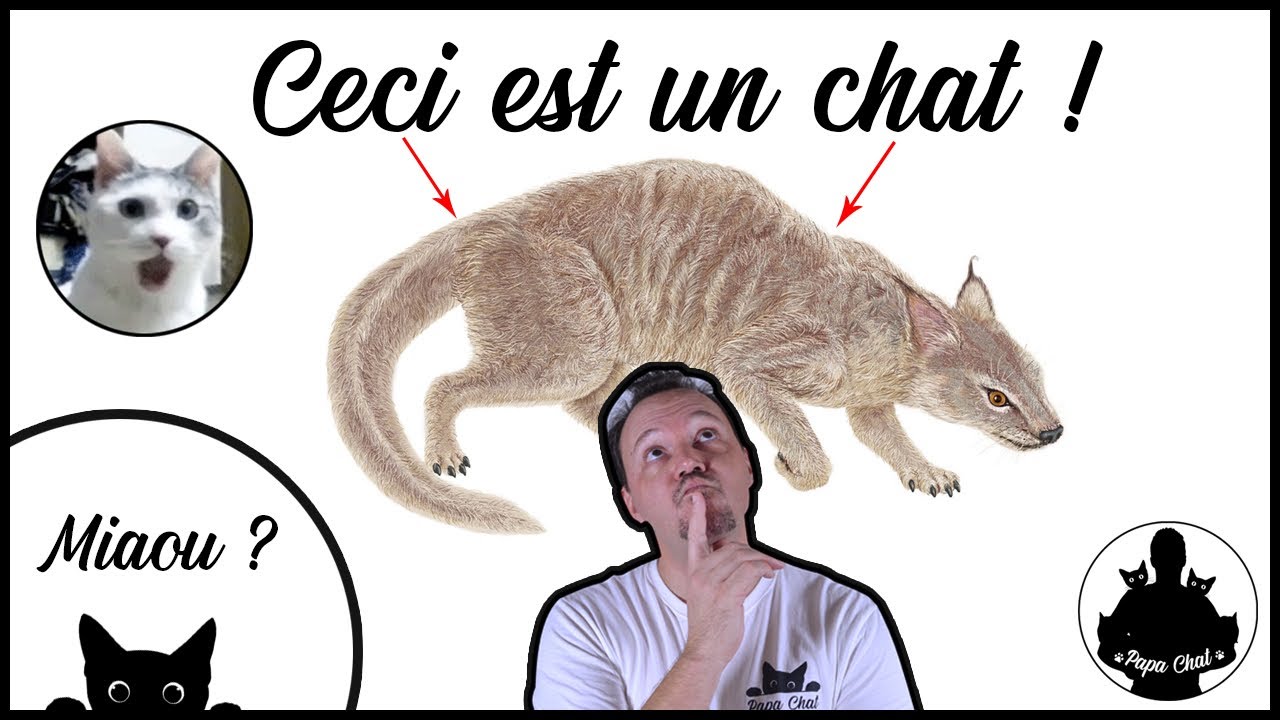 D'o&ugrave; vient le chat? (son histoire jusqu'&agrave; maintenant)