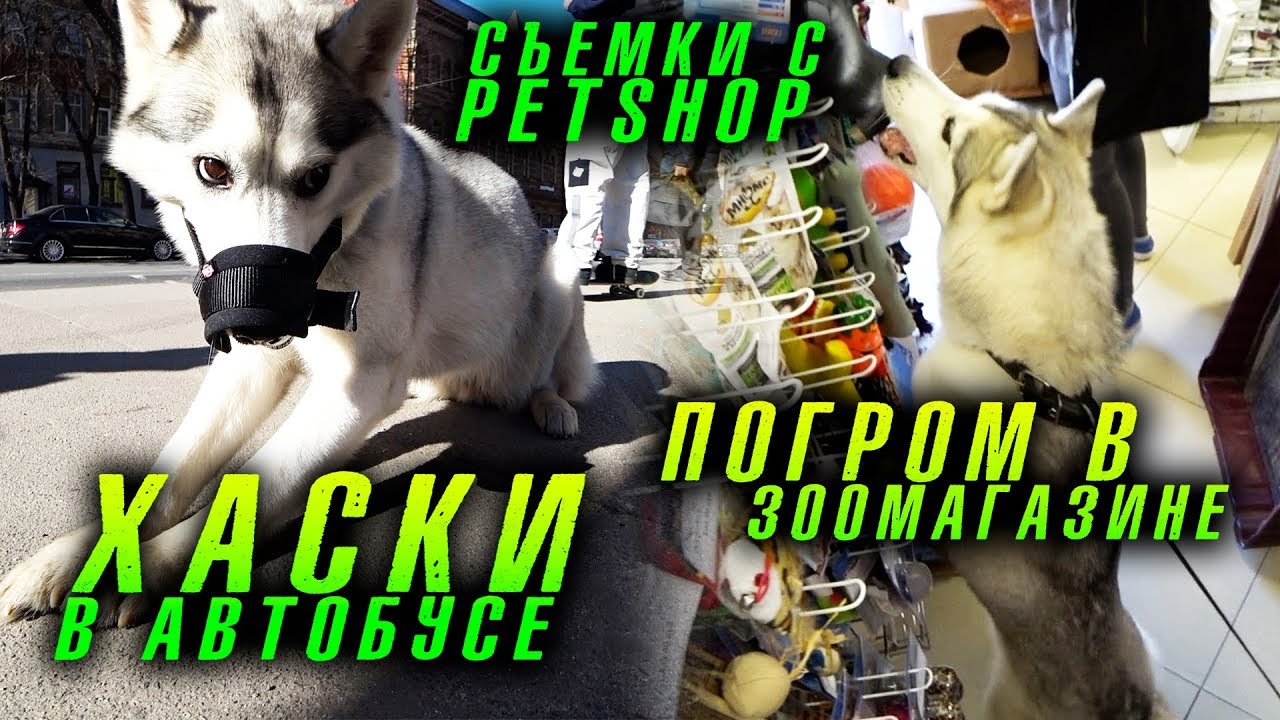 хаски Капелла в автобусе, съемки с petshop, хаски разносит зоомагазин!